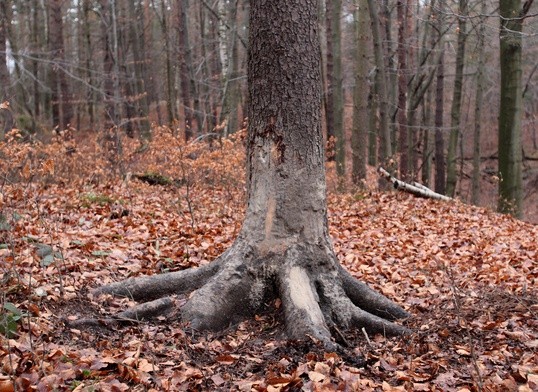 Dzrzewo, o które wycierały się dziki
