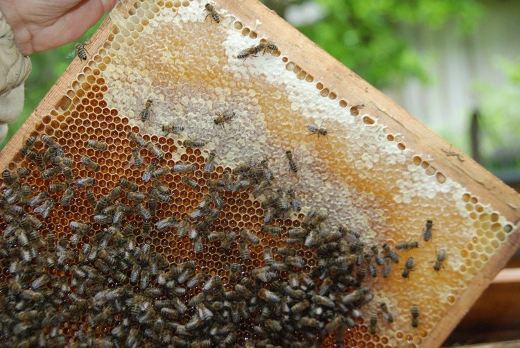 21.05.21| Na pomoc pszczołom
