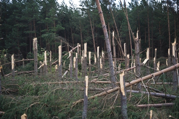 Las po przejściu trąby powietrznej