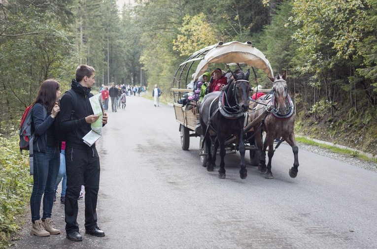 Transport konny