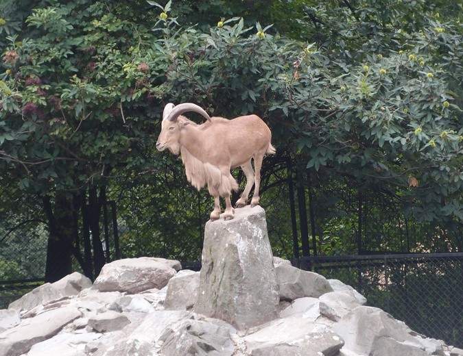 85 lat krakowskiego zoo