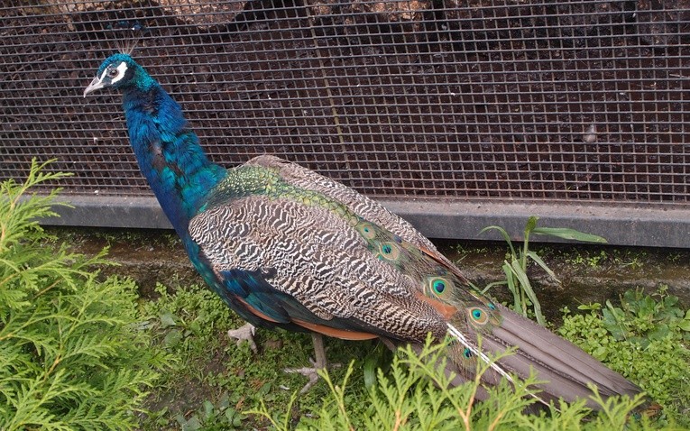 85 lat krakowskiego zoo