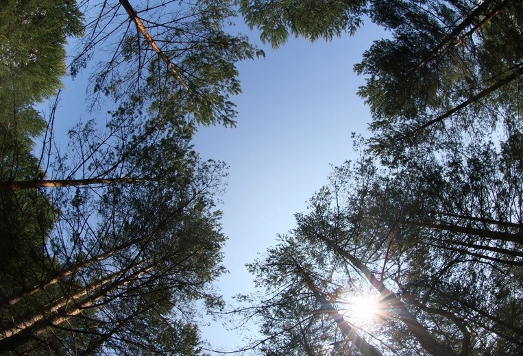 Politico: Szwecja przeciwko unijnym planom ograniczenia wycinki drzew