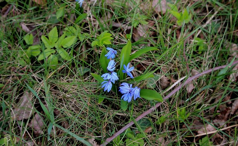 Wiosna w ogrodzie