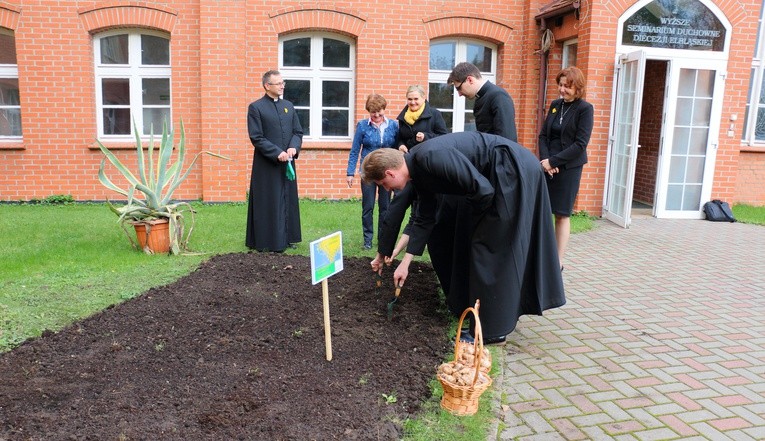Sadzenie żonkili 