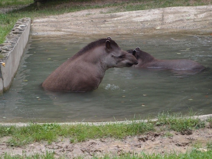 85 lat krakowskiego zoo