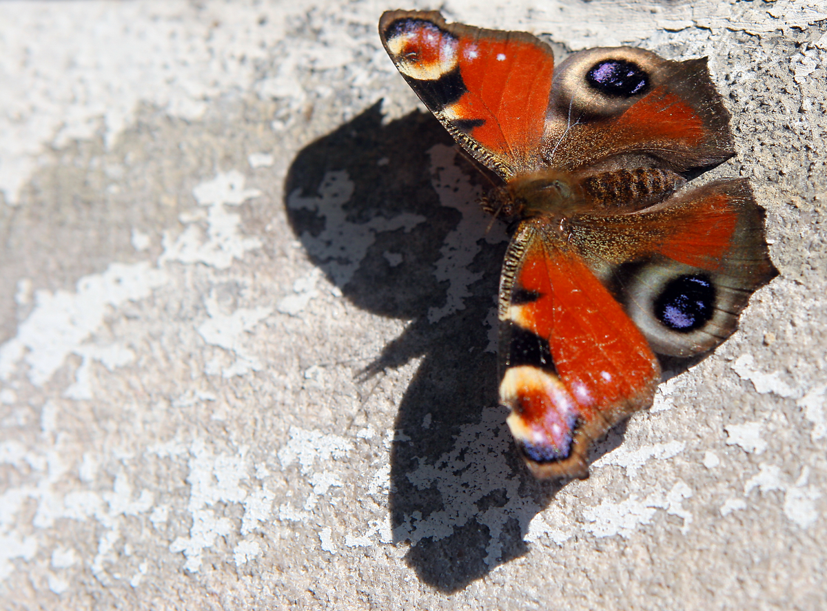 Las mariposas pueden viajar miles de kilómetros,